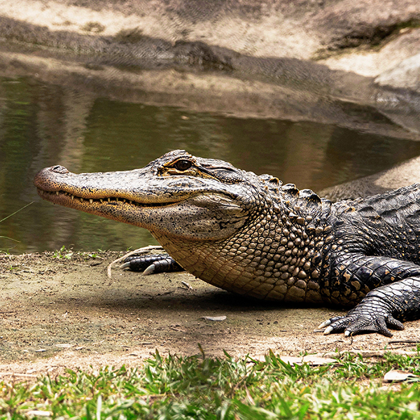 Alligator Alley